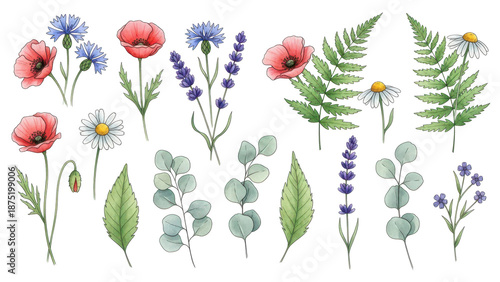 Flowers and leaves set, floral watercolor illustration for greeting card, invitation and other printing design. Isolated on white. Wild flowers hand drawing.