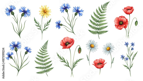 Flowers and leaves set, floral watercolor illustration for greeting card, invitation and other printing design. Isolated on white. Wild flowers hand drawing.