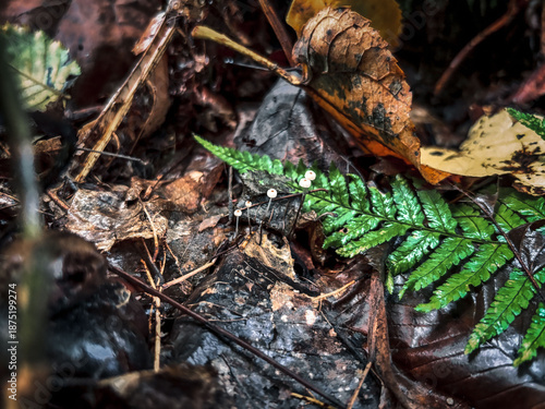 Photography Macro Shot of Tiny White Mushrooms on Forest Floor Leaves