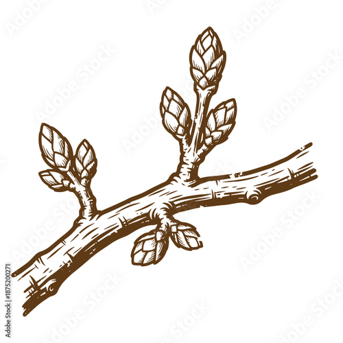 Drawing Vintage brown branch with leaves growing from it on white background