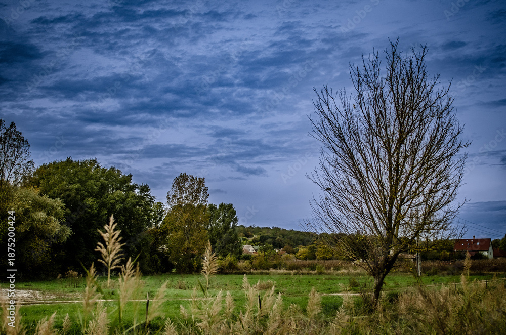 Obraz premium tree in the field with stormy clouds