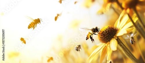 Honey bees flying and collecting nectar from a bright yellow coneflower blossom in a sunny summer garden.