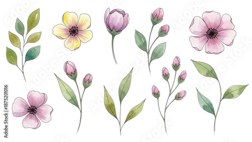 Flowers and leaves set, floral watercolor illustration for greeting card, invitation and other printing design. Isolated on white. Hand drawing.