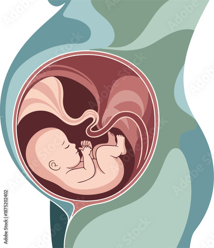 A vector illustration of a fetus in the womb, showcasing pregnancy anatomy. Perfect for educational materials, health brochures, and medical presentations.