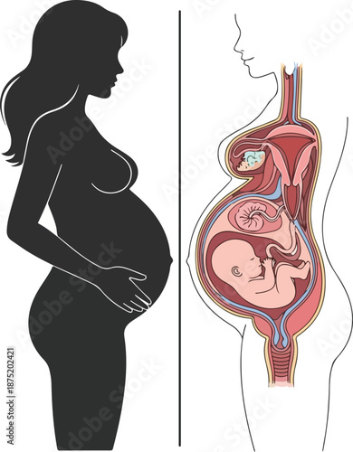 A pregnant woman in a black silhouette with her hands on her belly, standing beside a detailed anatomical vector illustration of a fetus in the womb. Perfect for educational materials,