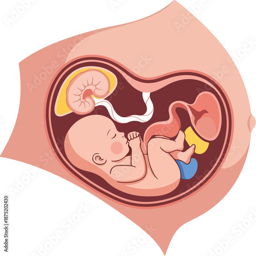 A vector illustration of a fetus in a womb, showcasing pregnancy anatomy. Perfect for educational materials, medical presentations, and health brochures.