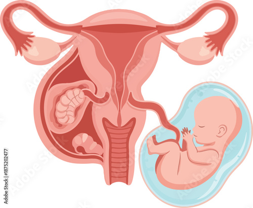 A detailed vector illustration of pregnancy anatomy, showing a fetus in the womb and a cross-section of the female reproductive system. Perfect for educational materials, medical