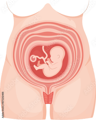 A detailed vector illustration of a pregnant woman's anatomy, showcasing the stages of fetal development inside the womb. Perfect for educational materials, health brochures, and pregnancy