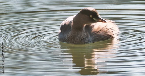  little grebe in water,closeup shot
