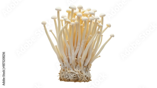 Enoki mushrooms isolated PNG, also known as enokitake or golden needle mushroom, a cultivated edible fungus on transparent background