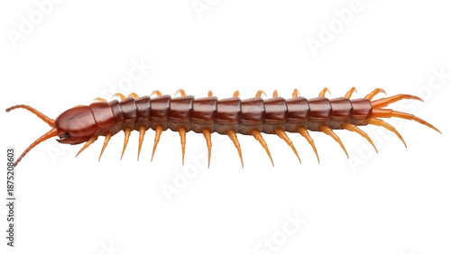 Foto Brown centipede isolated PNG on transparent background, venomous insect with man