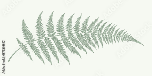 Graphic threshold print of fern leaf with fine grain texture, dust speckles and faint worn stains on aged paper with print imperfections.