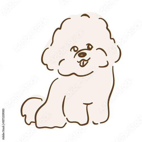Sitting white Bichon Frise dog