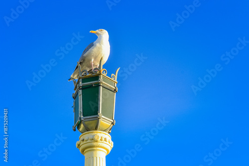 Seagull Sitting On Glowing Street Lamp At Dusk