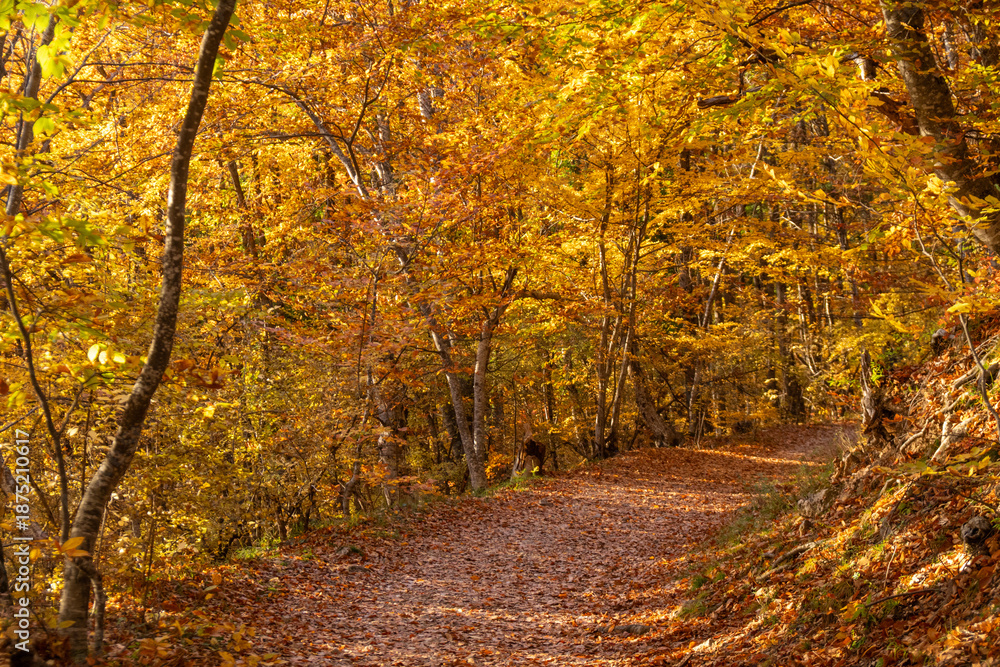 Fototapeta premium Autumn forest pathway in vibrant golden woods bathed in warm sunlight, creating a serene tranquil natural landscape