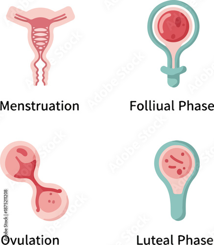 A vector infographic illustrating the menstrual cycle, including menstruation, follicular phase, ovulation, and luteal phase. Perfect for health education, medical presentations, and