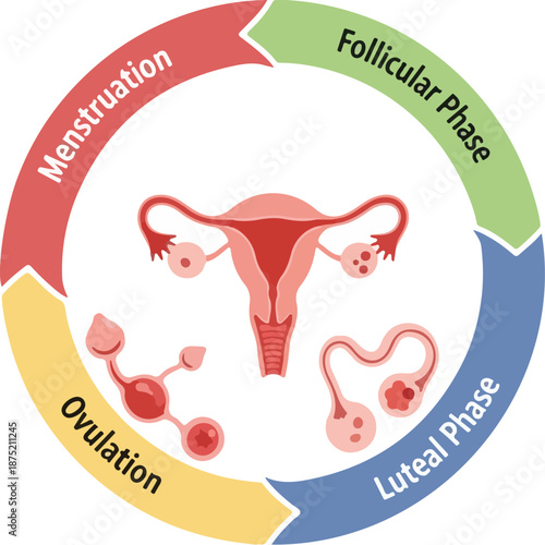 A detailed infographic illustrating the menstrual cycle, including ovulation, follicular phase, luteal phase, and menstruation, presented on a white background. Perfect for health