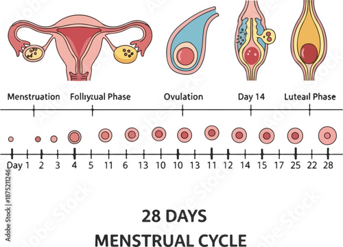 Infographic vector illustration of a 28-day menstrual cycle, depicting the phases of menstruation, follicular, ovulation, and luteal, with a timeline. Perfect for health education, women's