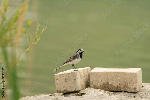Bachstelze (Motacilla alba) steht auf Betonblock am Wasserufer, mit Insekt im Schnabel. Minimalistische Tieraufnahme mit weichem Bokeh und viel Copyspace.