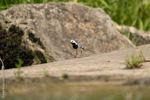 Bachstelze (Motacilla alba) steht auf Betonblock am Wasserufer, mit Insekt im Schnabel. Minimalistische Tieraufnahme mit weichem Bokeh und viel Copyspace.