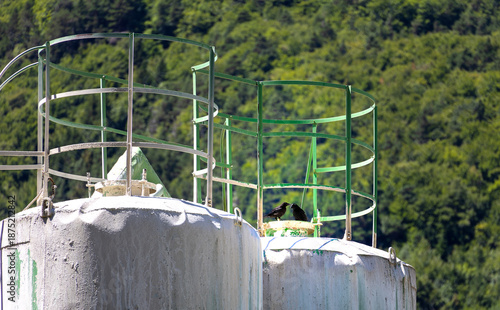 Black crows interacting on top of weathered industrial silos in the wild
