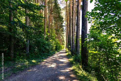 Perspective view of a woodland path in a bright pine forest