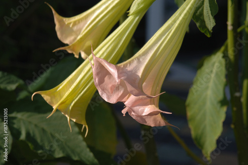 Quadro su tela Engelstrompete, Brugmansia suaveolens