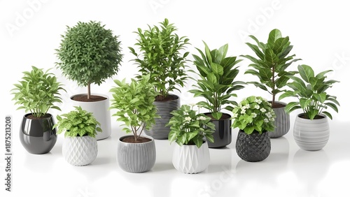 A collection of various potted plants arranged on a white surface with a clean background
