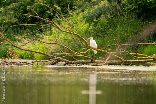 Silberreiher sitzt auf einem umgestürzten Baum über einem ruhigen Gewässer. Stimmungsvolle Wildlife-Szene mit grüner Ufervegetation und sanfter Spiegelung.