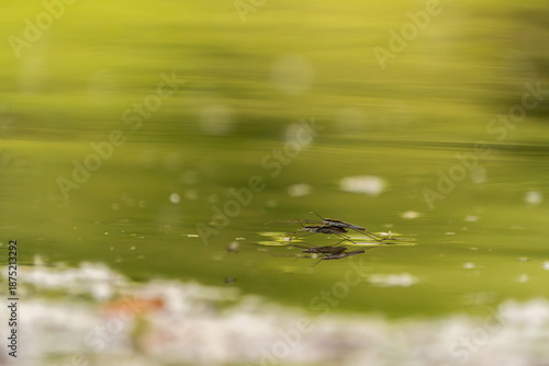 Wasserläufer auf ruhiger Teichoberfläche mit Spiegelung. Minimalistische Makroaufnahme in grünem Naturton, mit weichem Bokeh und viel Copyspace.
