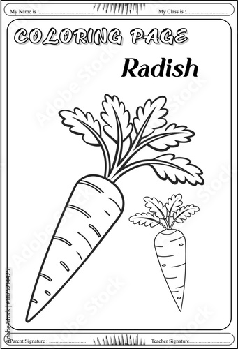 drawing radish