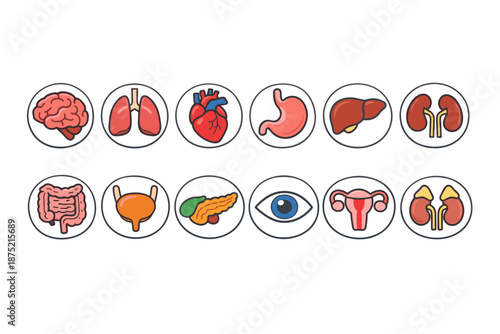 Collection of stylized human organ icons for medical and educational purposes