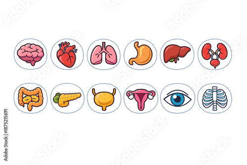 Collection of cartoon human internal organs and body parts in circles