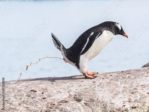 Gentoo poops over rock