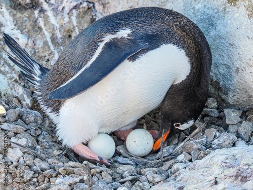 Gentoo Penguin moving second egg into position for incubating