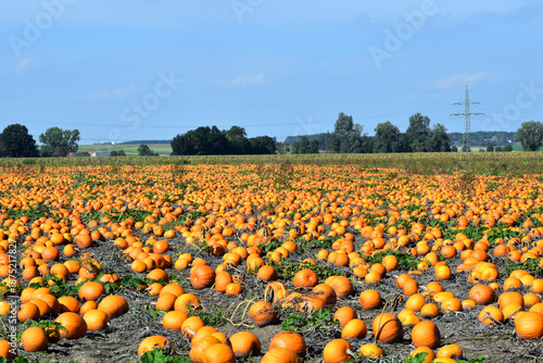 фотографія Kürbisse,  Cucurbita,  Feldanbau