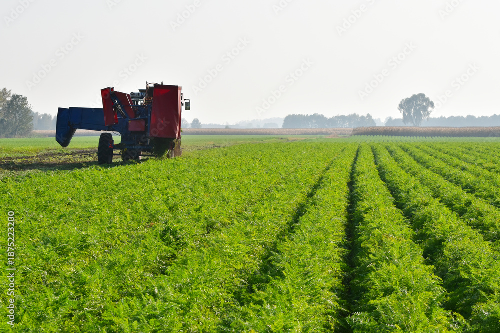 Obraz premium Möhrenernte