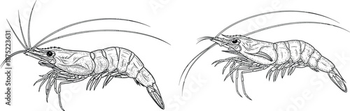 Detailed vector drawing of two realistic shrimp with long antennae and distinct body segments