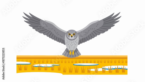 A grey owl with wings spread widely soars over a field of golden grass and blue water patches
