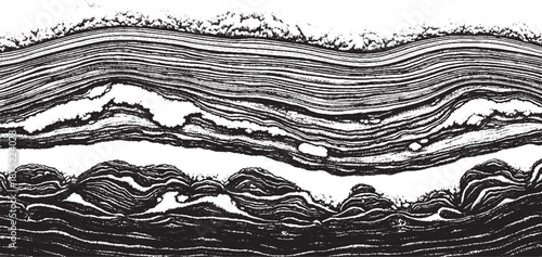 Microscopic view of layered biological tissue with distinct cellular structures.