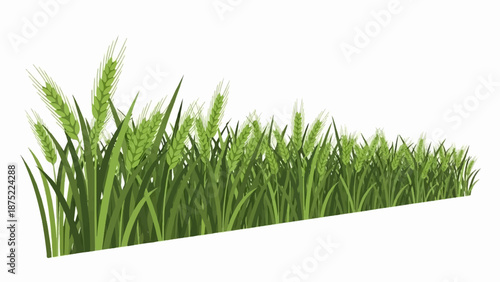 A field of green wheat stalks and blades on a white background