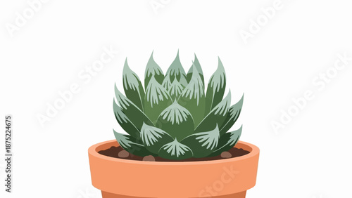 A potted succulent with striking green and white striped leaves, set against a pure white background