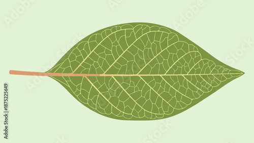 A single green leaf with a prominent central vein and intricate, branching patterns