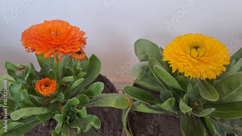 Orange and yellow Calendula flowers 