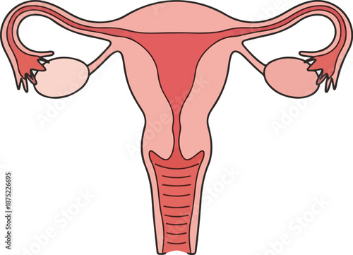 A detailed vector illustration of the female reproductive system, highlighting the uterus and anatomy. Perfect for educational materials, medical presentations, and health resources.