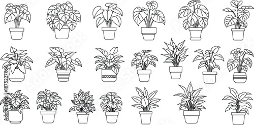 Vector illustrations of various domestic houseplants for office or home interior design