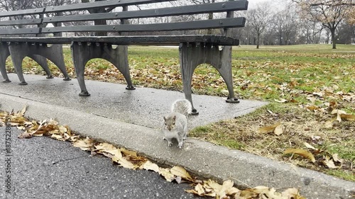 Squirrel in New York City park, urban wildlife in NYC, small mammal foraging in city environment, nature in metropolitan life
