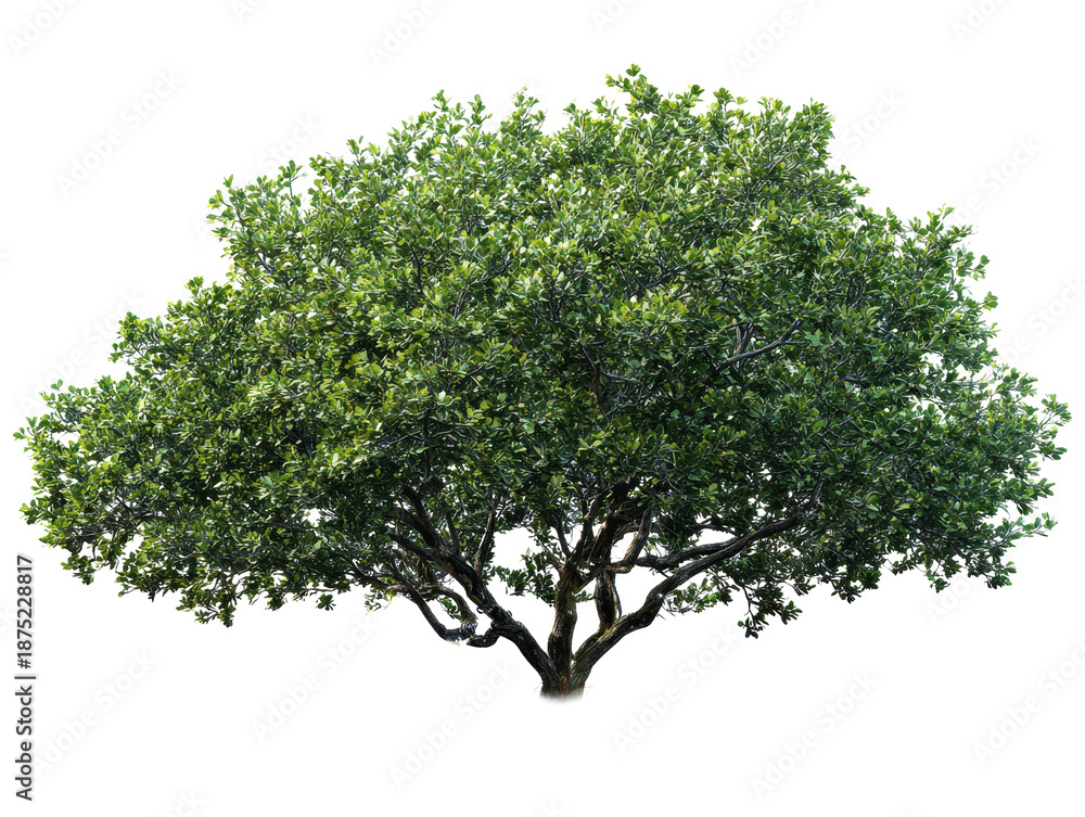 Obraz premium Large green tree with dense realistic foliage, layered leafy canopy texture, and natural branching silhouette isolated on transparent background. 