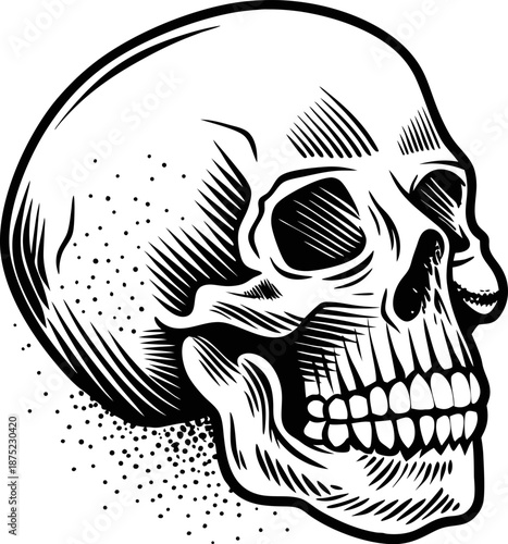 detailed black and white human skull illustration with shading and stippling art