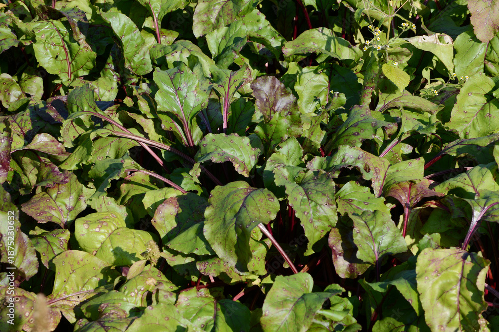 Obraz premium Rote Bete, Rote Beete, Rote Rübe, Beta vulgaris subsp., Feldanbau